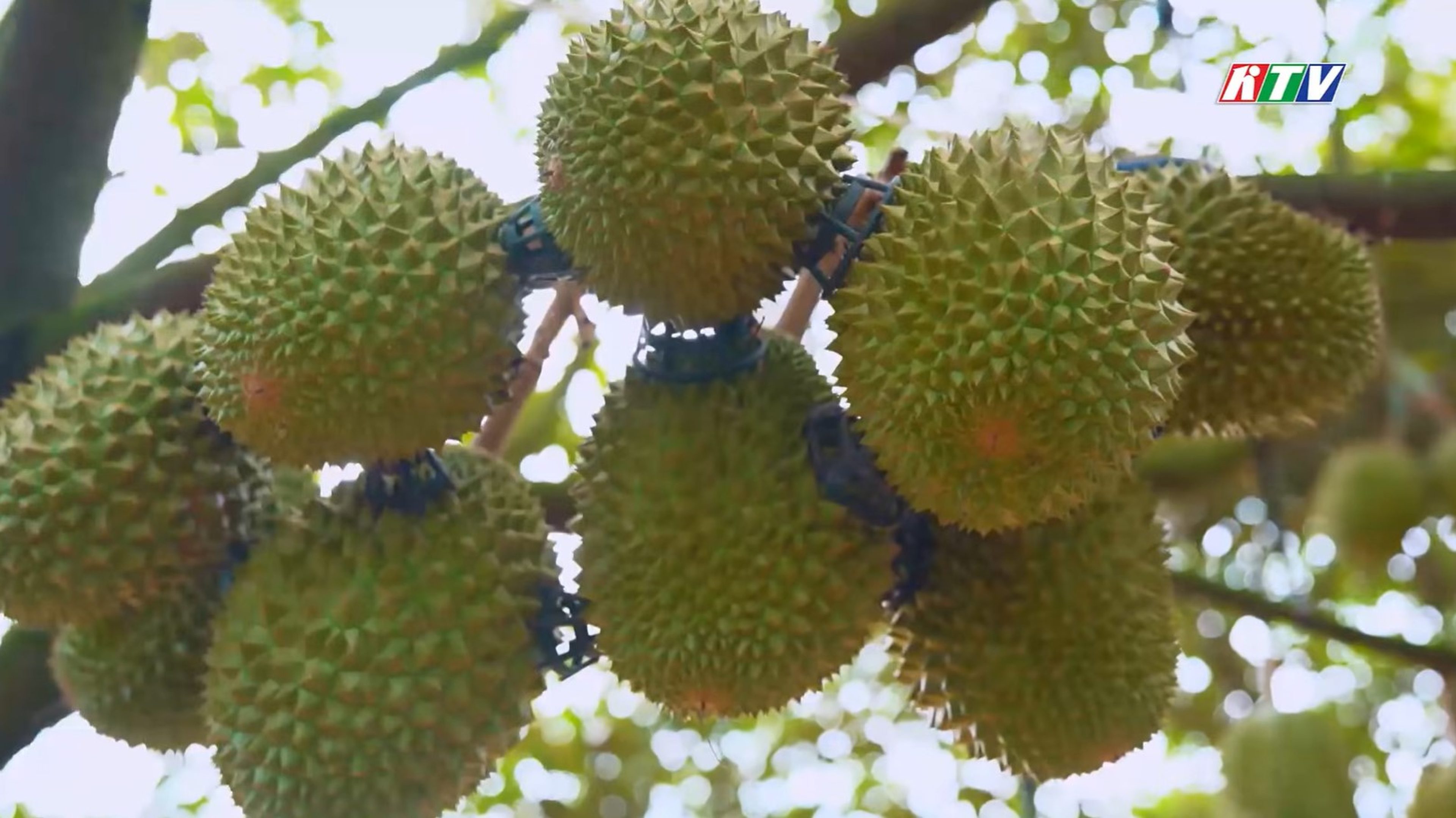 Orchard Tourism Experience: Discovering the Flavors of Dong Khanh Son Durian - Hình 2